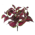 Coleus Bush, Burgundy/Green