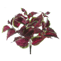 Coleus Bush, Burgundy/Green