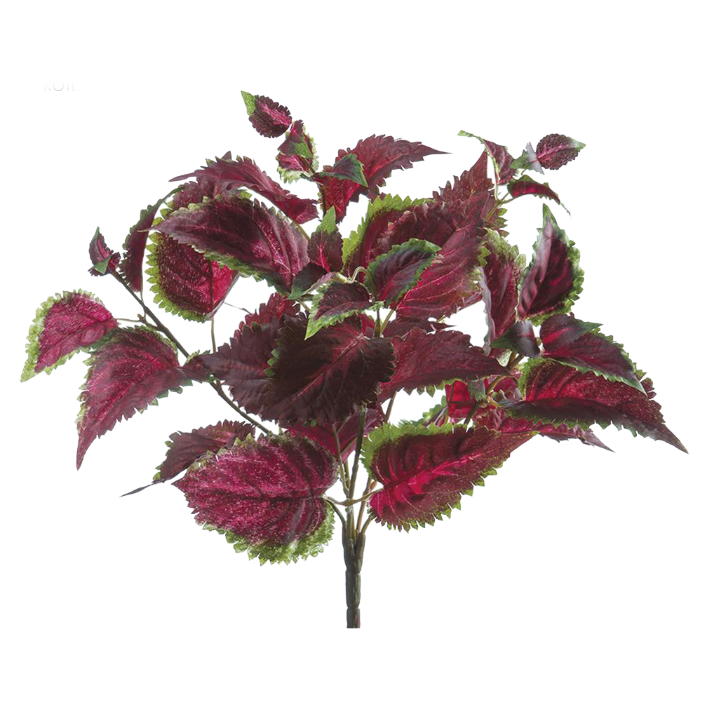 Coleus Bush, Burgundy/Green