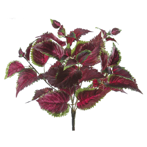 Coleus Bush, Burgundy/Green