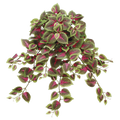 Coleus Bush, Red/Green