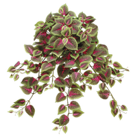 Coleus Bush, Red/Green