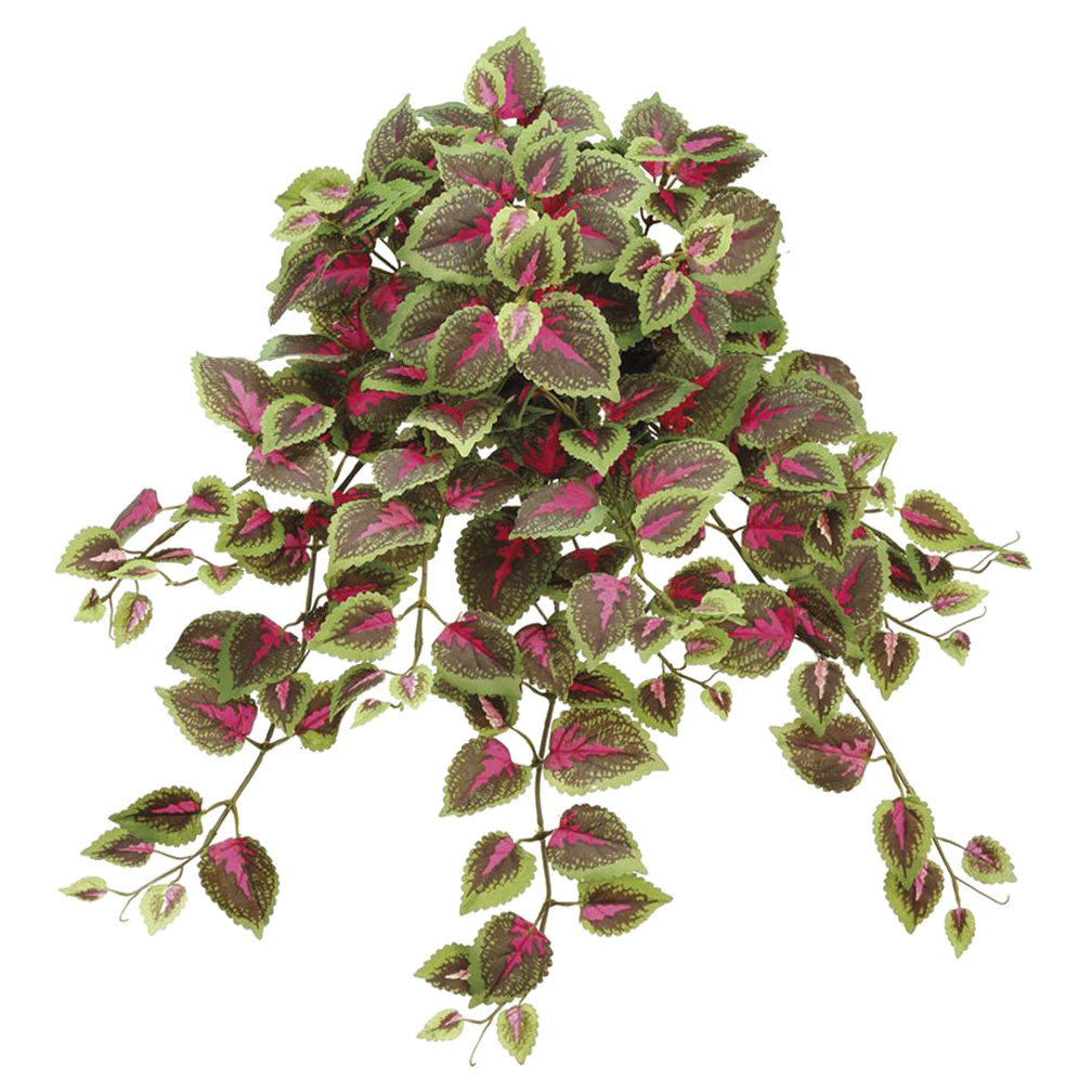 Coleus Bush, Red/Green