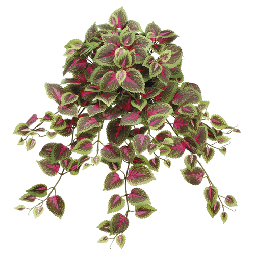 Coleus Bush, Red/Green