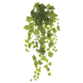 Grape Ivy Bush, Green