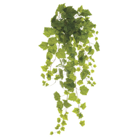 Grape Ivy Bush, Green