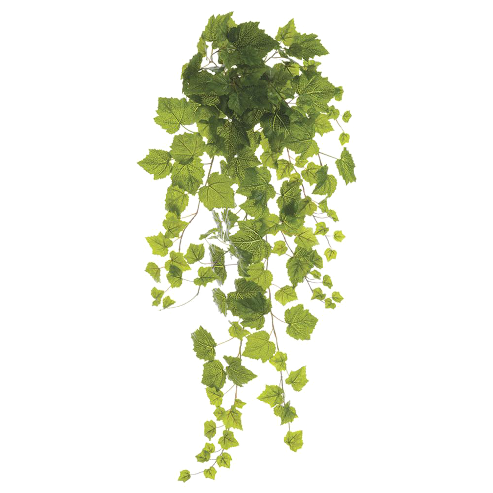 Grape Ivy Bush, Green
