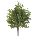 Tea Leaf Bush, Green