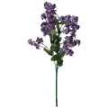 Baby's Breath, Purple