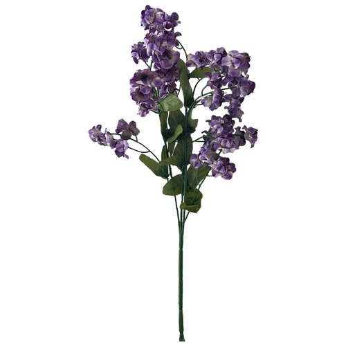 Baby's Breath, Purple