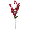 Baby's Breath, Red
