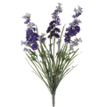 Delphinium Bush, Purple