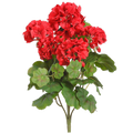 Geranium Bush, Red