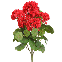 Geranium Bush, Red