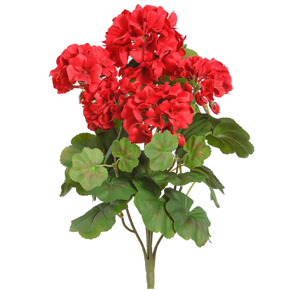 Geranium Bush, Red