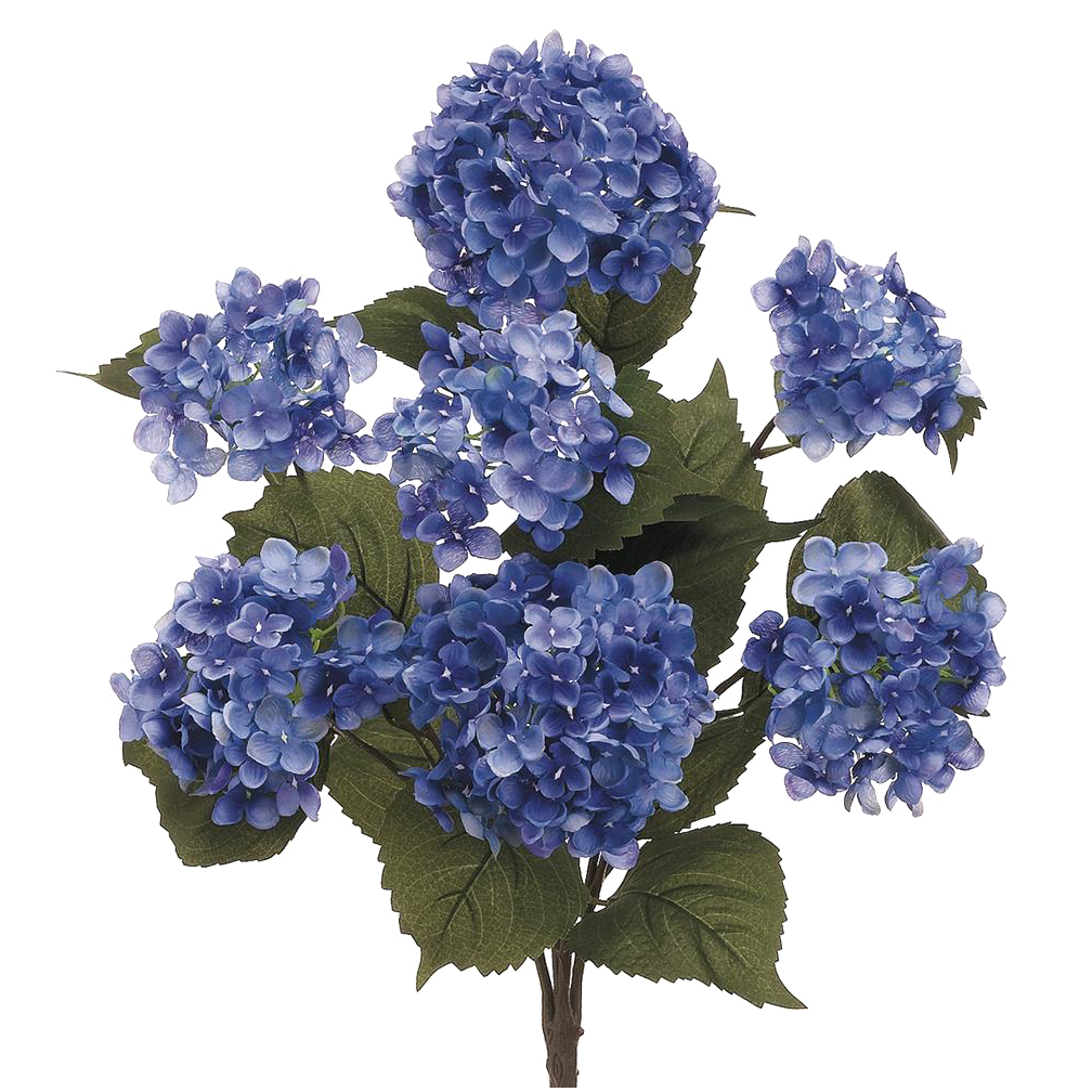 Hydrangea Bush, Purple