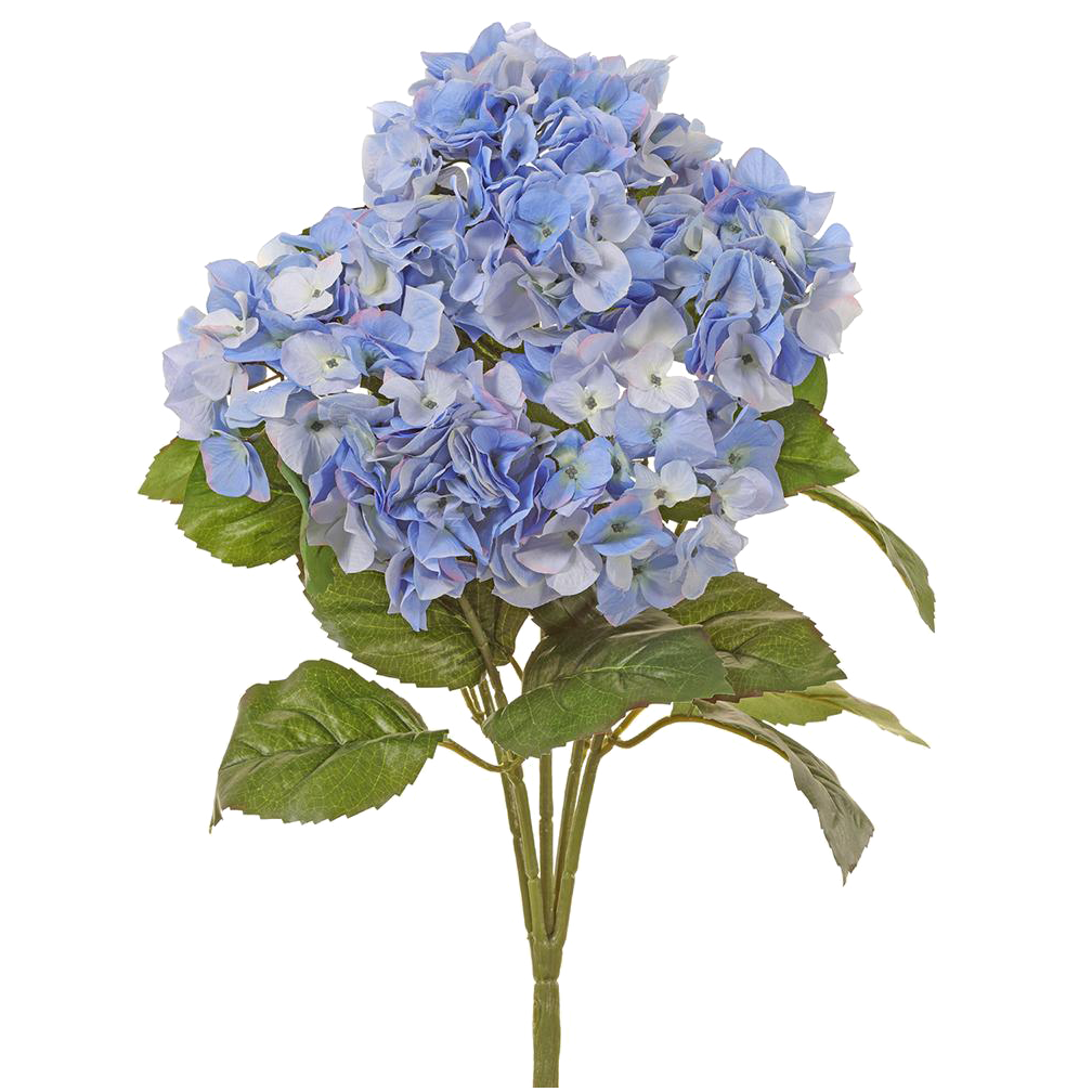 Hydrangea Bush, Blue/White