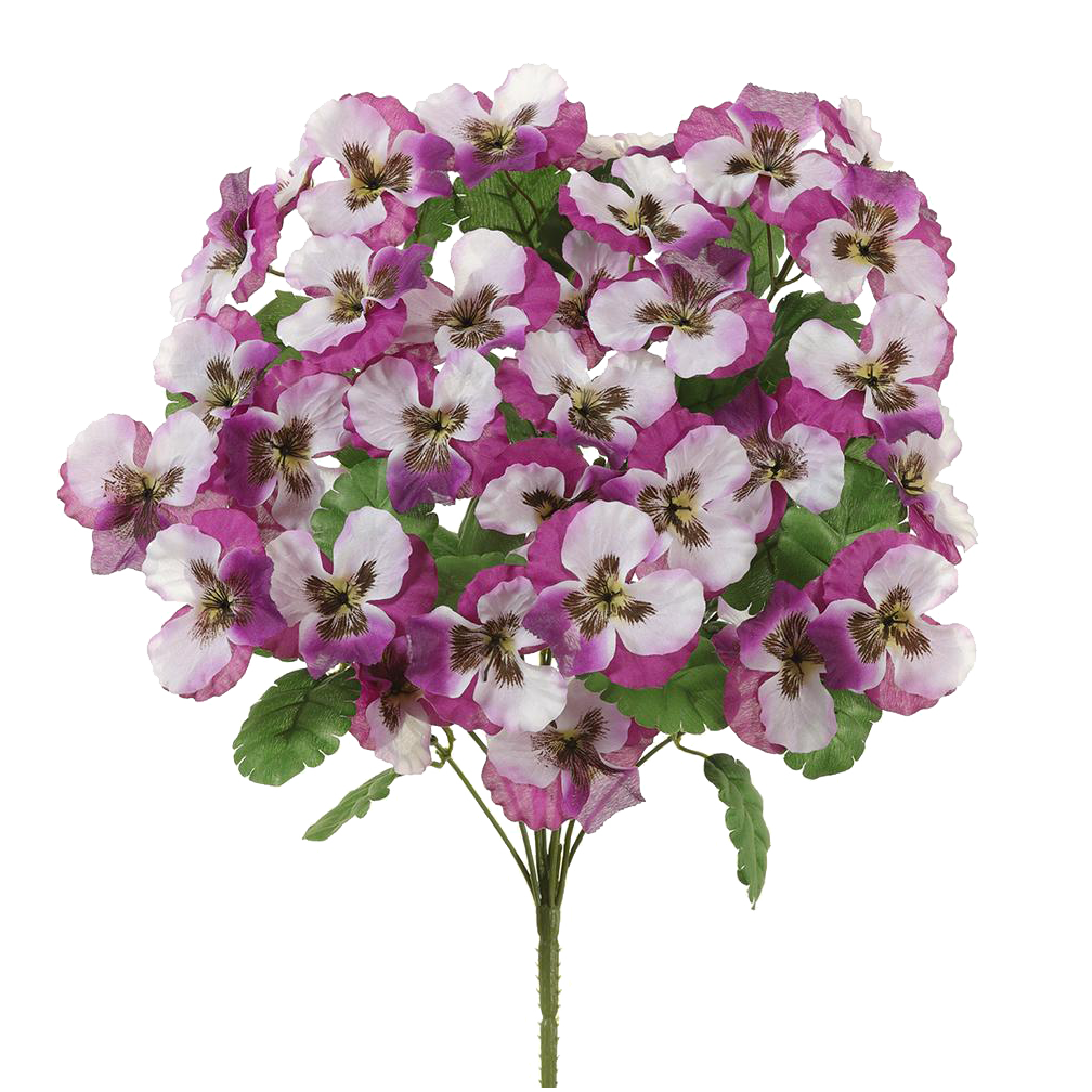 Pansy Bush, Fuschia/White