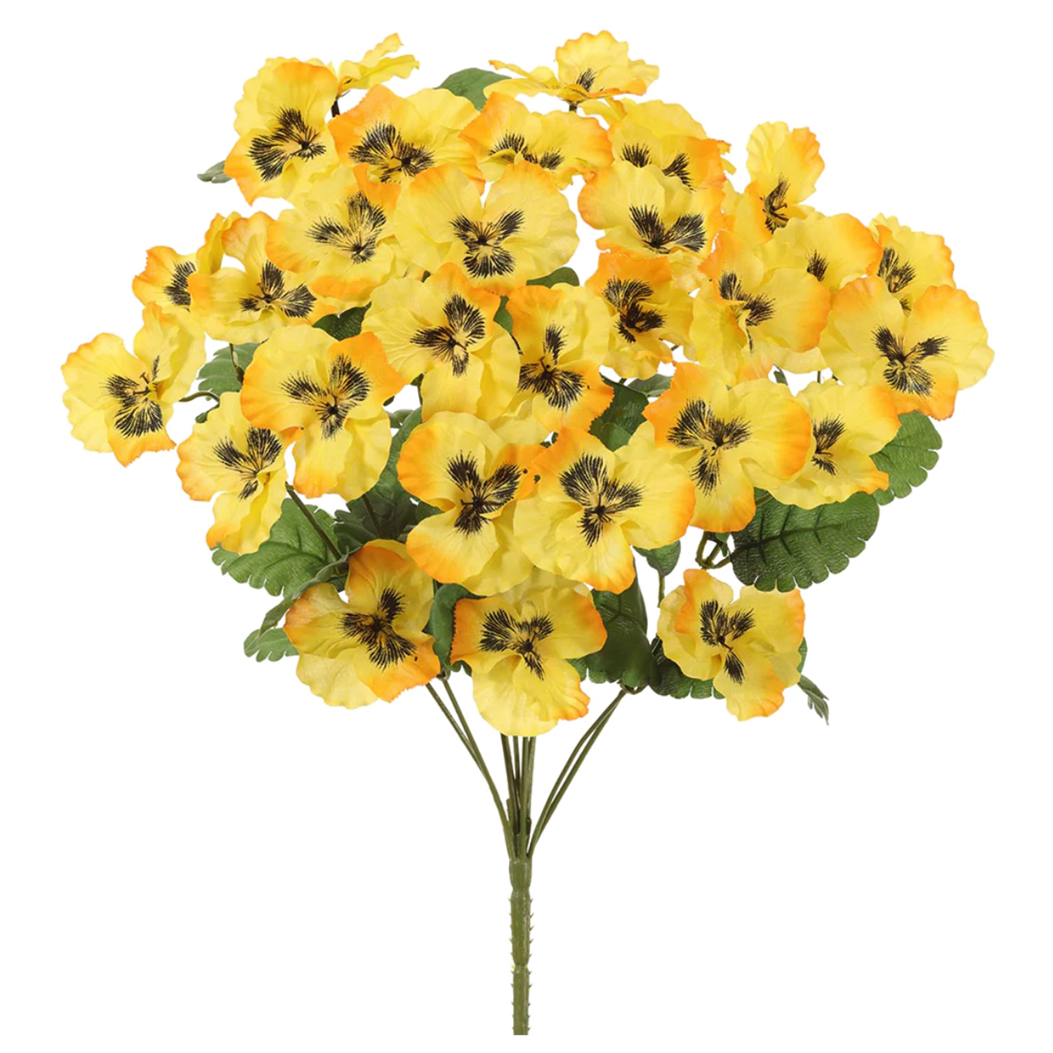 Pansy Bush, Yellow