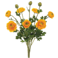 Ranunculus Bush, Yellow