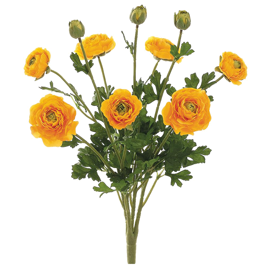 Ranunculus Bush, Yellow