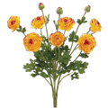 Ranunculus Bush, Yellow/Burgundy