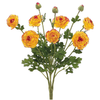 Ranunculus Bush, Yellow/Burgundy