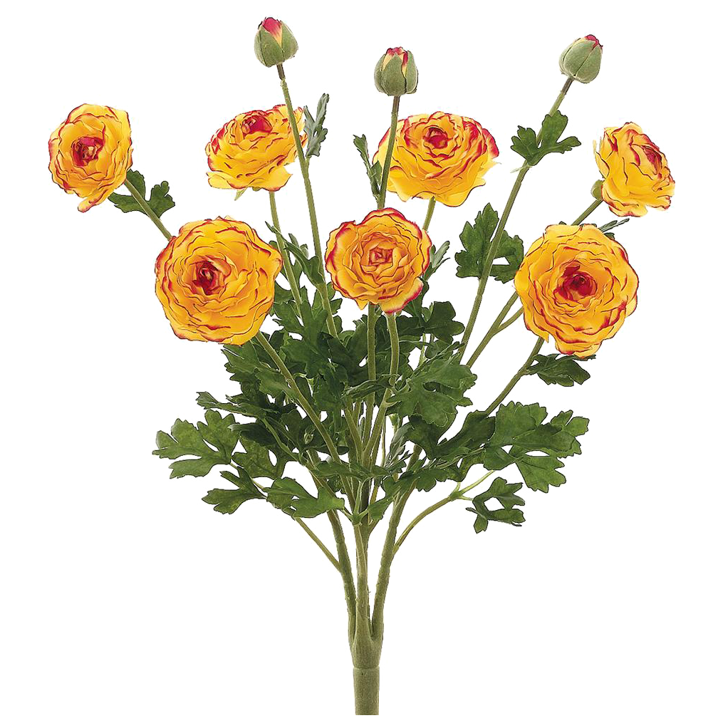 Ranunculus Bush, Yellow/Burgundy