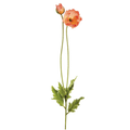 Poppy Spray, Coral/White