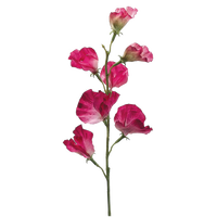 Sweet Pea Spray, Fuchsia/White